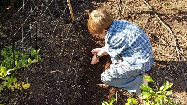 My young son planting peas